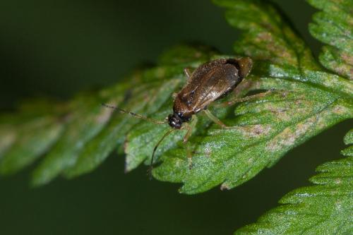 Réf. 240 153 : Bryocoris pteridis